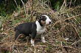 BULL TERRIER MINIATURE 242